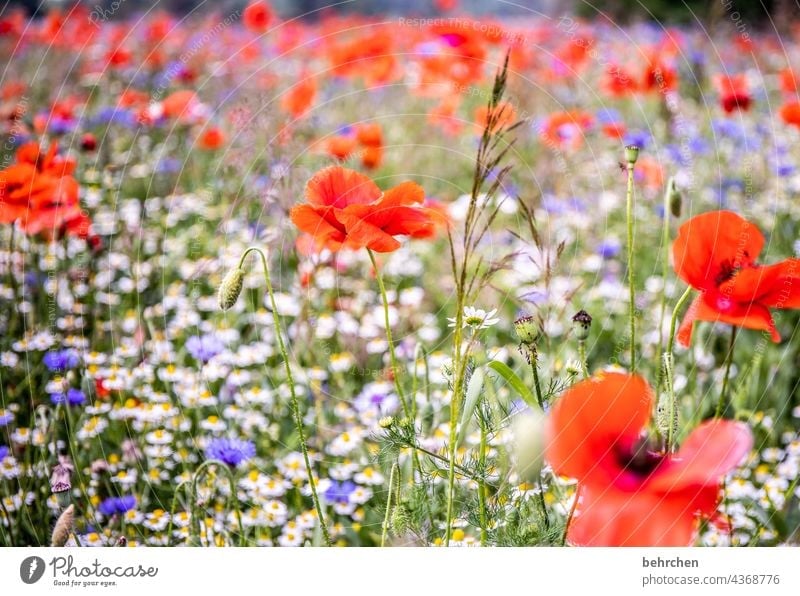 mo(h)ntag only with poppy. because it blooms and shines. like the first day. Chamomile Beautiful weather Deserted Blossoming Splendid Poppy Poppy blossom