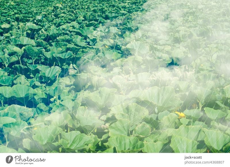 veiled at the pumpkin field Pumpkin field Pumpkin time Green Organic farming Sunlight Environment Agricultural crop Many Field Nature stalk Vail Double exposure