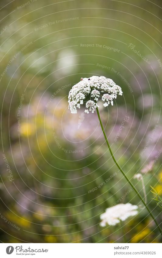 Umbels blooming in the wildflower meadow Flower meadow Summer Blossom Blossoming Apiaceae Wild carrot Meadow Nature Plant White Wild plant