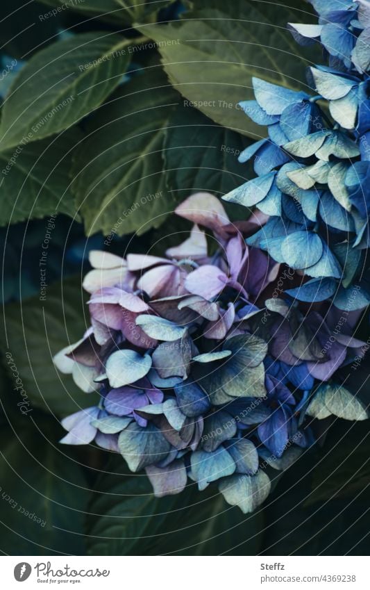 a cascade of flowers | in harmony with time | beauty fades away Hydrangea Hydrangea blossom transient Transience Limp Memory Beauty marks color nuances haiku