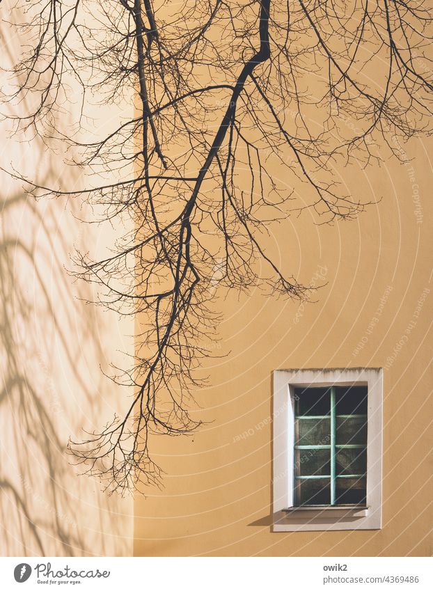 window seat House (Residential Structure) Facade Window Exterior shot Colour photo Twigs and branches Tree Deserted Building Wall (building) Wall (barrier)