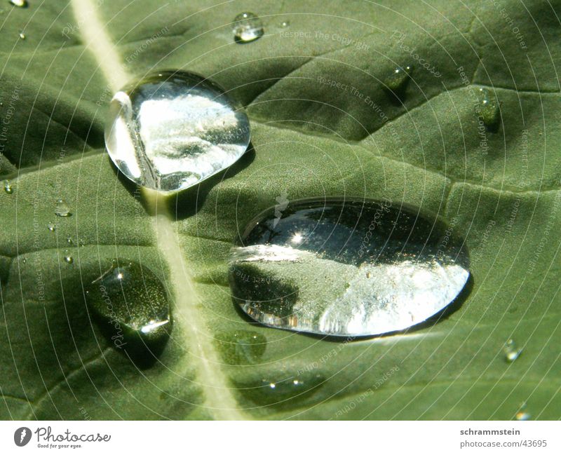 The drops of water Drops of water Leaf Light ...water Reflection Beautiful Clarity Macro (Extreme close-up) green