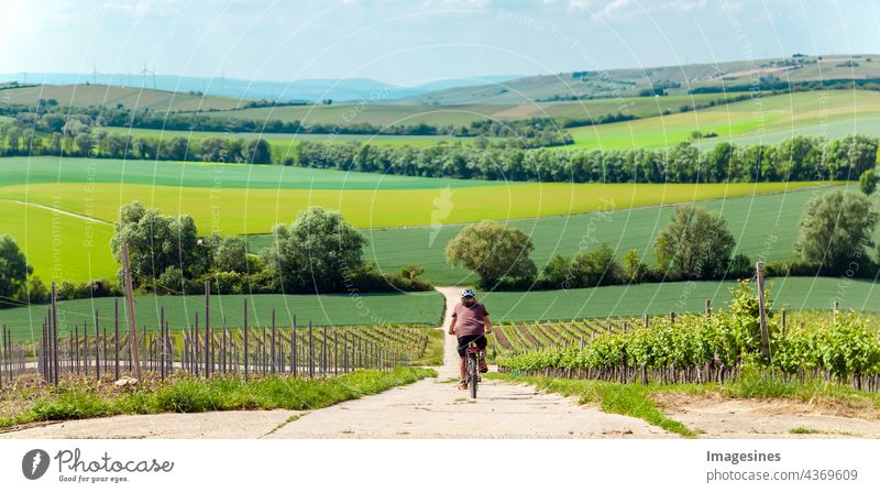 Cycling, back view of biker on bike path in green idyllic landscape. Rows of grapes in a vineyard with bike path. Rural landscape with wide green meadows and fields.