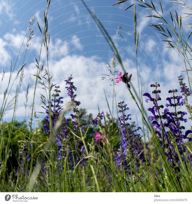flower meadow Meadow flowers meadow flowers Summer Nature Plant Environment Flower meadow Grass Blossoming Wild plant Shallow depth of field Colour photo