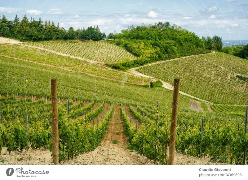 Vineyards on the Tortona hills at springtime Alessandria Colli Tortonesi Europe Italy Piedmont Volpedo color day field green house landscape nature outdoor