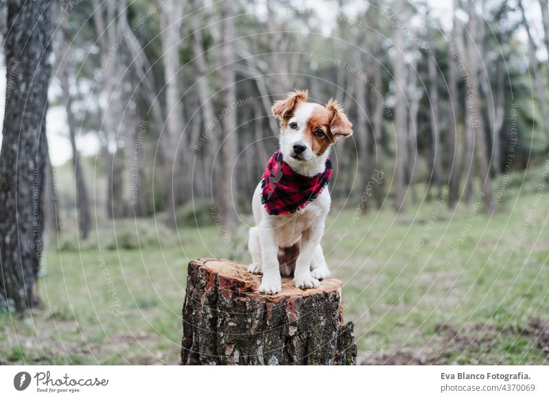 beautiful jack russell dog sitting on wood trunk in forest. Wearing modern plaid bandana. Pets and nature wood trunks autumn collar leash portrait cute small