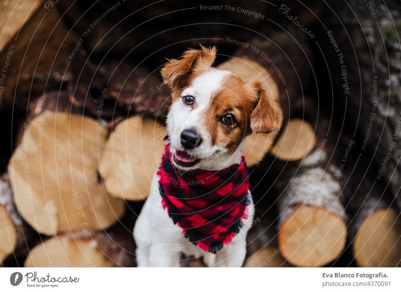 portrait of cute jack russell dog sitting in front of wood trunks in mountain. Wearing modern bandana. Pets in nature forest autumn collar leash small beautiful