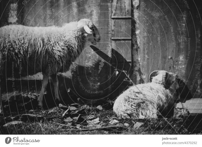 Lost Land Love | two harmless sheep in sheep's clothing Sheep Farm animal metal wall Rest Livestock breeding Black & white photo lost places