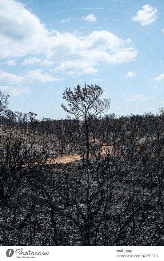 Path through charred trees and scrubland after forest fire Forest fire Nature Tree Fire Environment Exterior shot Deserted Landscape Blaze Burnt Gray Black