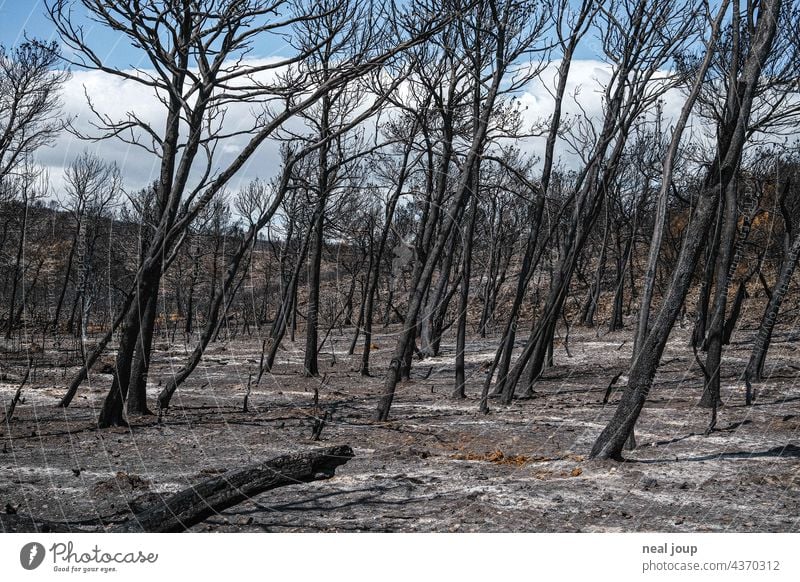 Charred trees and scrubland after forest fire Forest fire Nature Tree Fire Environment Exterior shot Deserted Landscape Blaze Burnt Gray Black Blue sky Wood Hot