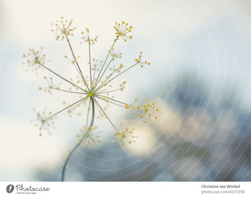 A delicate yellow dill flower against a bright background with bokeh Dill Dill blossom dill umbels Herbs and spices Agricultural crop Garden Yellow Fresh Summer