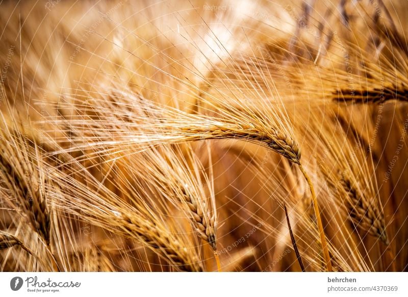 caress the grain with your hand. gently tickle the ears. what remains is a smile. spike Field Grain Summer Grain field Barley Rye Wheat Oats Agriculture Nature