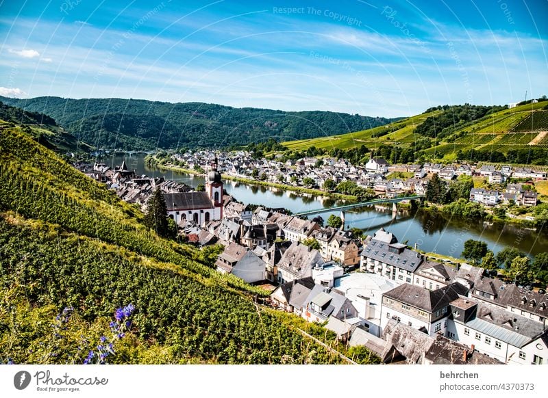 Wine Hiking Lanes & trails Hunsrück Moselle valley Wine growing Rhineland-Palatinate Mosel (wine-growing area) vine Vineyard Bunch of grapes Landscape Mountain