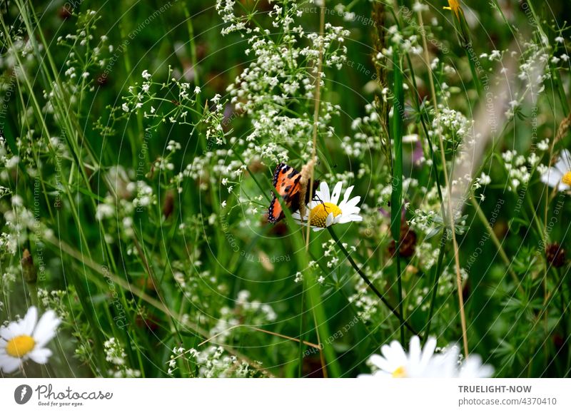 In a natural Bavarian meadow, delicate white flowers and the grass have grown tall and a colorful butterfly sits in the middle of them on a daisy blossom Meadow