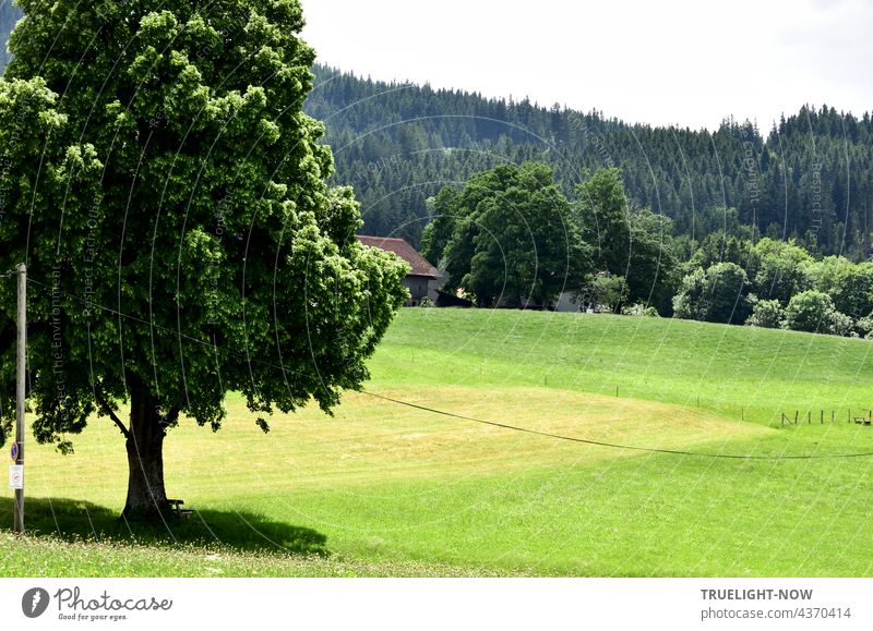 At the edge of the native village the view falls on meadows, pastures, a harvested field and in the foreground a splendid lime tree, which communicates with the trees and bushes of a farmstead and the fir forest in the background.