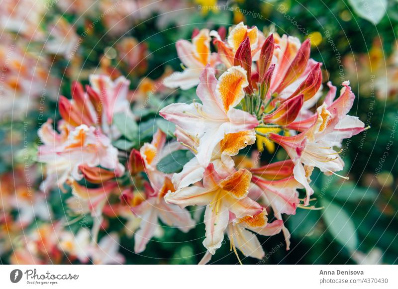 Shrubs in bloom of Orange Japanese Rhododendron rhododendron garden shrub bush gardening japanese rhododendron flower spring summer yellow orange park america