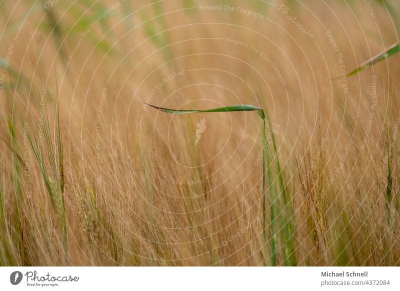 Barley field with scattered green grasses Barleyfield Barley ear Grain Grain field grain production Agriculture Field Summer Exterior shot Agricultural crop
