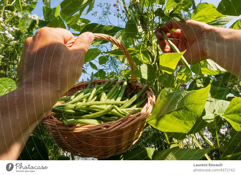 Picking green beans in the garden Raw agriculture food french gardening hand harvest nature organic picking plant ripe runner vegetable