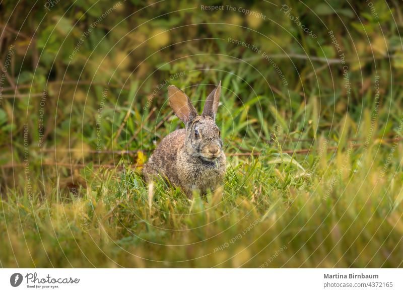 Wild cotton tail rabbit sitting in the gras with a blade of gras his mouth bunny garden easter wild ears nature green eating wildlife hare grass mammal animal