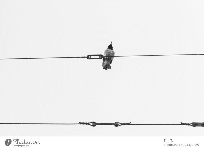 a raven sits on the tram overhead wire - a Royalty Free Stock