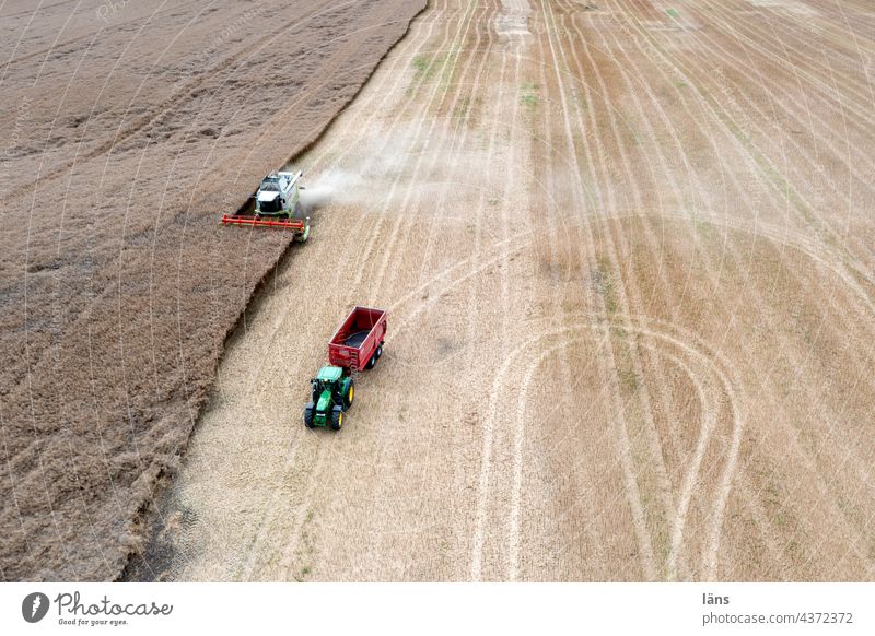 Grain Harvest Grain harvest Agriculture Field Summer Grain field Combine track gate Tractor Bird's-eye view UAV view
