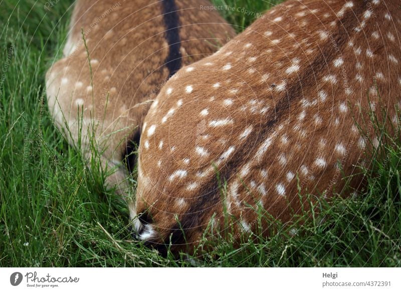 very close - two dams are lying on a meadow cuddled up close to each other, only the hind parts are visible Fallow deer Velvet Animal Meadow Cuddling
