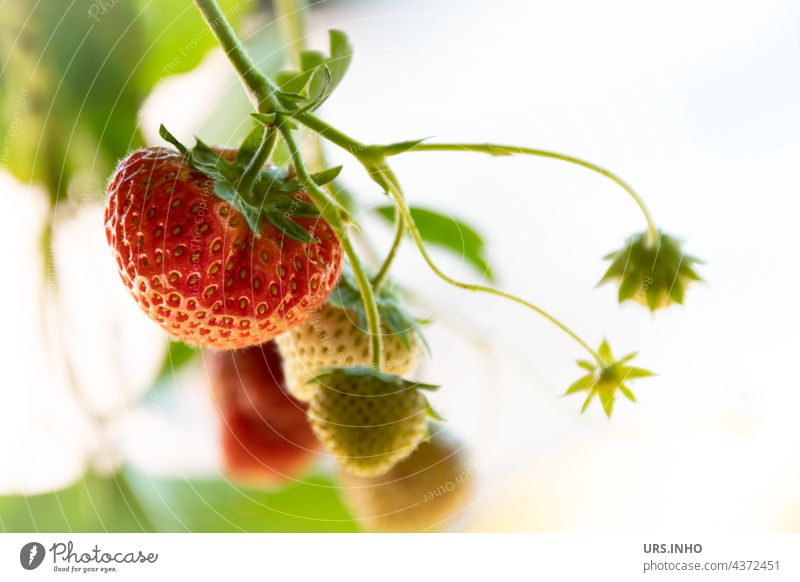 the delicious strawberries are soon ripe fruit Strawberry Fruit Tire Fresh Fruity Food Vitamin Vitamin-rich Organic produce Colour photo cute Delicious