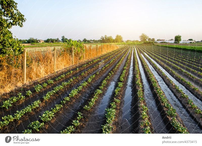 Abundant watering the potato plantation through irrigation canals. Surface irrigation of crops. European farming. Agronomy. Water flow control. Moistening. Agriculture and agribusiness.