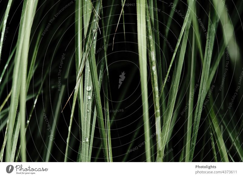 Grasses with water drops and black background grasses blade of grass Water Drops of water Black Green Trickle Rain Wet Plant Close-up Nature Leaf Detail