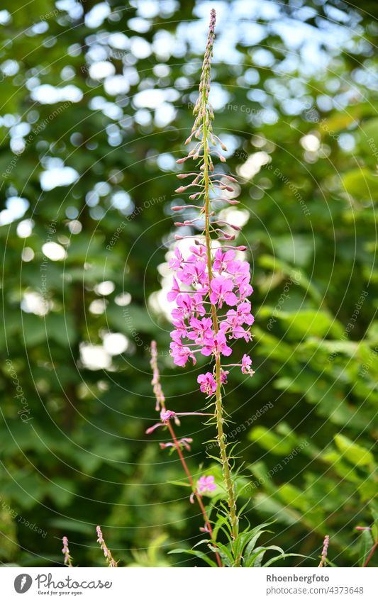 Lonely willowherb in front of a deciduous tree shining through with light Hohe Rhön Hesse Bavaria mountain Highlands Bog Black Moor heidelstein rhöner