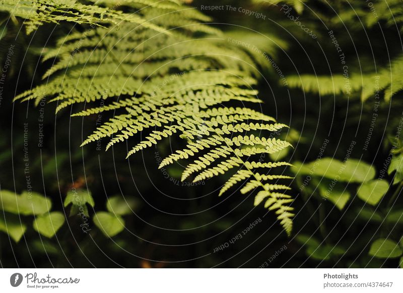 Fern in the forest Forest leaves Green Leaf Nature Plant Colour photo Deserted Copy Space Foliage plant Exterior shot blurriness Line Pteridopsida Black