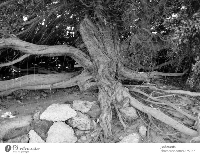 Rootwork B/W Tree Nature Tree trunk Structures and shapes Tree bark Black & white photo Stone Ground Rooted Crete Greece slope Escarpment Branchage