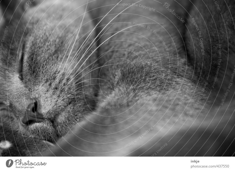 Full Screen Mode + Snooze Mode Animal Cat Animal face Pelt Whisker 1 Relaxation Lie Sleep Cuddly Near Soft Gray Emotions Safety (feeling of) Calm Fatigue Break