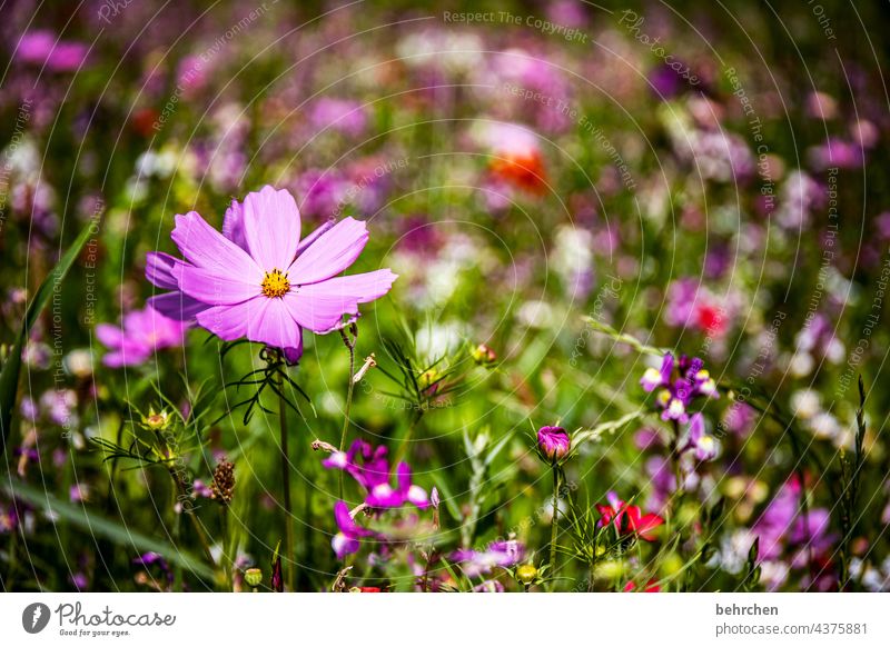 little flowers Seasons Summery Spring Cosmea Nature Landscape Plant Flower Grass Leaf Blossom Wild plant Garden Park Meadow Blossoming Growth Fragrance pretty