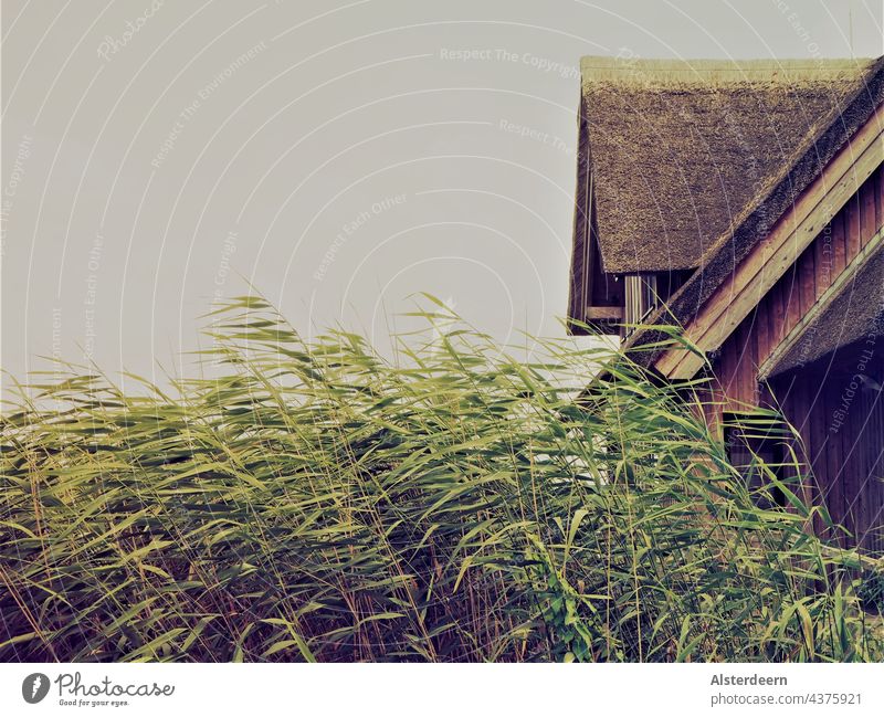 Behind reeds swaying in the wind the thatched roof of an abandoned fisherman's cottage Hut Roof Green Fishermans hut Common Reed windy weighing Wind Grass