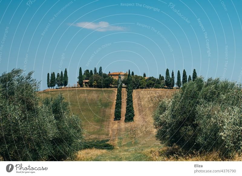 House on a hill in Tuscany with cypress trees and blue sky House (Residential Structure) Landscape Cypresses Hill Italy warm Summer Green Nature Blue sky