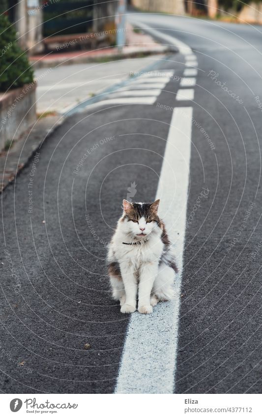A cat on the street Cat Street out freigänger Pet Animal Animal portrait Pelt hangover sedentary