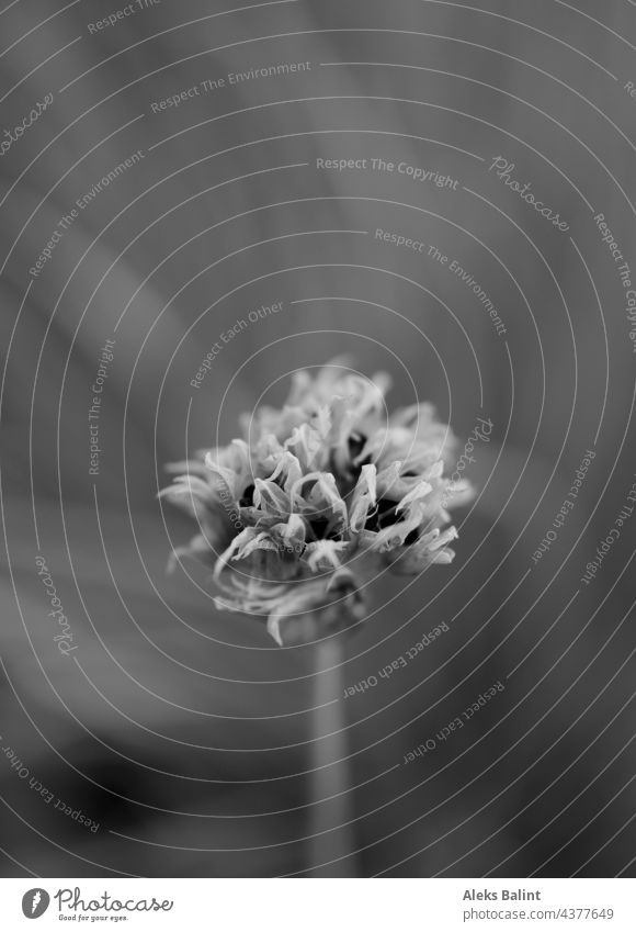 Black and white image of a chive blossom with depth blur black-and-white Black & white photo Exterior shot Nature B/W Deserted Gray unusual beautifully
