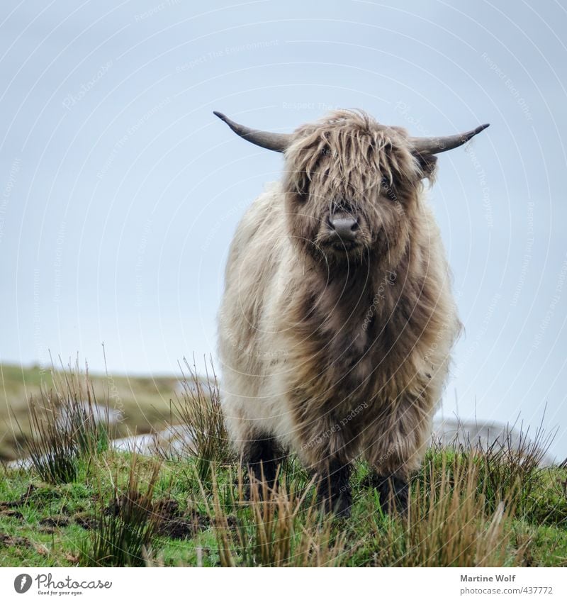 come little Moo Animal Great Britain Scotland Outer Hebrides Europe Brunette Gray-haired Long-haired Hair Farm animal Cow Galloways 1 Curiosity Highland cattle