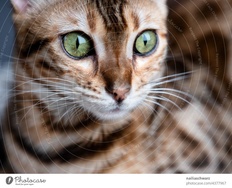 Bengal cat Olivia Forward Close-up Studio shot Colour photo Elegant Love of animals Peaceful Interest Trust Joy Brown Curiosity Cute pretty Soft Brash Wait