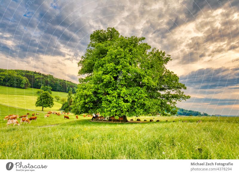 Swiss landmark, the linden tree in Linn landscape field blue outdoor countryside nature natural green sky meadow grass beautiful spring linn summer scenery