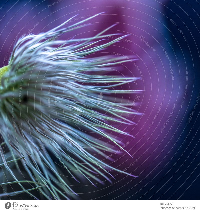 fuzzy head Plant Blossom pulsatilla Anemone Kitchen Clamp Shallow depth of field Macro (Extreme close-up) seed stand Abstract Exceptional Flower Close-up Garden