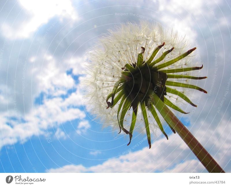 dandelion Dandelion Blade of grass Green Gray Flower Clouds Bad weather Plant Infinity foliose flower Sky Blue Life Freedom Above