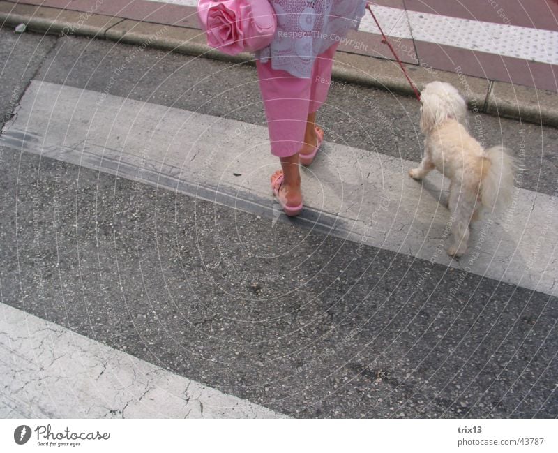 Crossing the zebra crossing Traverse Zebra crossing Woman Under Dog Stripe Pink Bag Pants Footwear Together Obey Poodle Gray Striped White 2 Feminine Animal