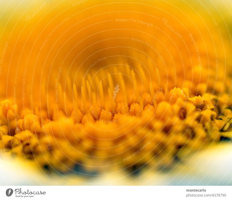 Yellow veiling blurriness Shallow depth of field Macro (Extreme close-up) Detail Close-up Colour photo naturally Near Small Fresh Authentic Thin Fragrance