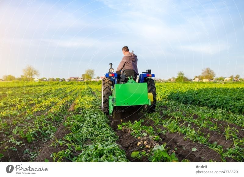 Farmer digs out a crop of potatoes. Harvest first potatoes in early spring. Farming and farmland. Agro industry and agribusiness. Support for farms. Harvesting mechanization in developing countries.