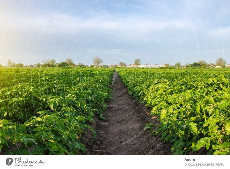 A path between rows of potato bushes in a farm field. Growing food vegetables. Olericulture. Agriculture farming on open ground. Agroindustry. Cultivation. Organization of plantation in the field.
