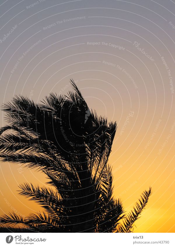 palm tree in the evening sun Vacation & Travel Hurgahada Egypt Palm tree Sunset Yellow Black Orange Wind Sky Red Sea
