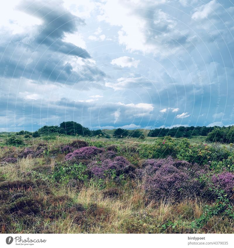 clouds over north sea landscape,august northsea lila August heathen heather before rain wind