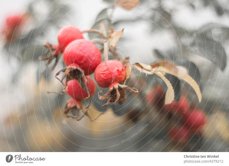 Rosehips round, testify to transience, autumnal red colored Rose hip Red Fruit pink Plant Close-up Shallow depth of field desaturated Autumn Nature Garden